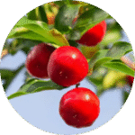Acerola