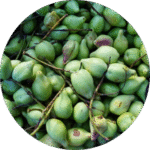 Ciruela de Kakadu