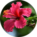 hibisco