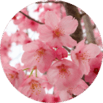 cerezo japonés